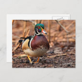 森素晴らしの木のアヒル ポストカード (正面/裏面)