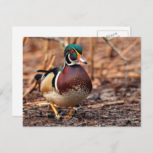 森素晴らしの木のアヒル ポストカード (正面/裏面)