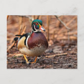 森素晴らしの木のアヒル ポストカード (正面)