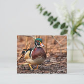 森素晴らしの木のアヒル ポストカード (スタンド正面)