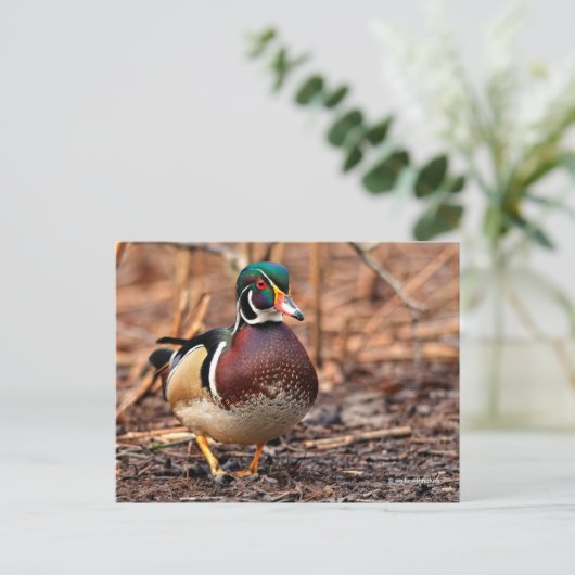 森素晴らしの木のアヒル ポストカード (スタンド正面)