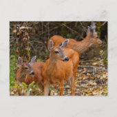 森素晴らしの鹿の三尾 ポストカード (正面)