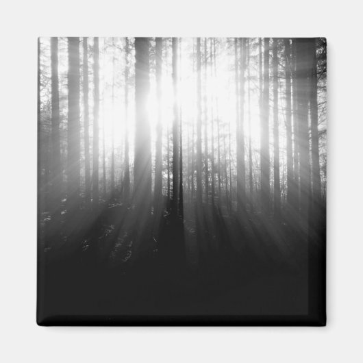 森輝くの木々を通る太陽 マグネット (正面)