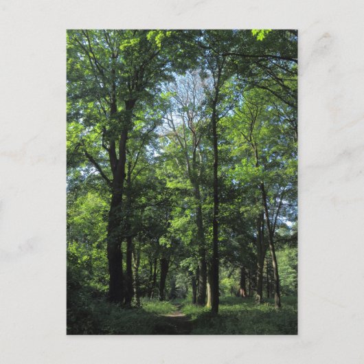 森。カーディフ・ビュートパーク ポストカード (正面)