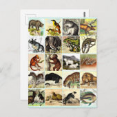 森・ジャングル・海コラージシートアート ポストカード (正面/裏面)