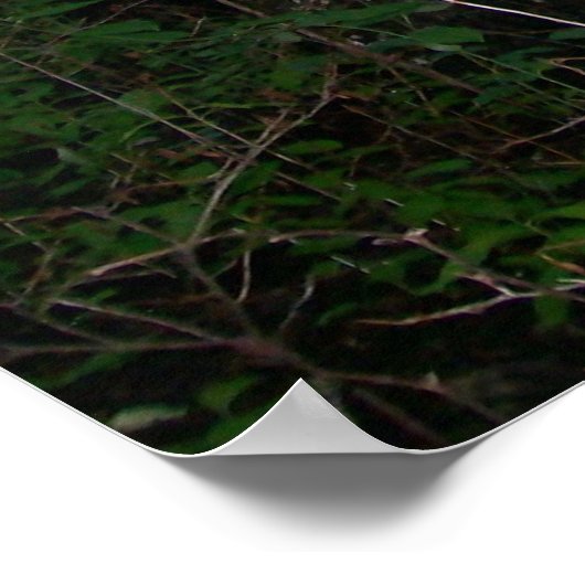 森 ポスター (角)