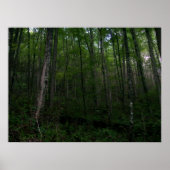 森 ポスター (正面)