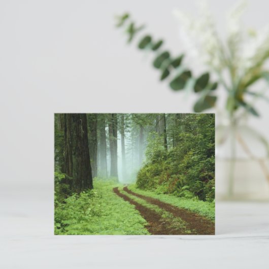 森 ポストカード (スタンド正面)