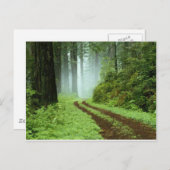 森 ポストカード (正面/裏面)