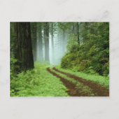 森 ポストカード (正面)