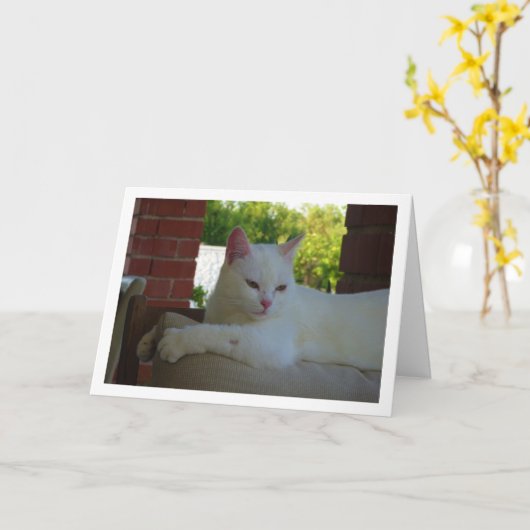 椅子に白い子猫 カード (黄色い花)