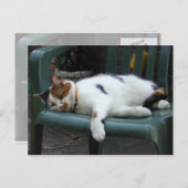椅子の上に横たわる三毛猫 ポストカード (正面/裏面)