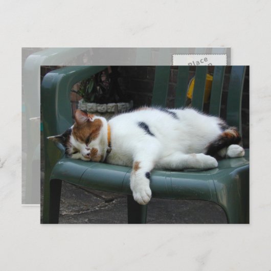 椅子の上に横たわる三毛猫 ポストカード (正面/裏面)