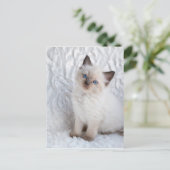 椅子の毛の上に座っている若いラグドールの猫 ポストカード (スタンド正面)