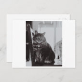 椅子撮影用はがき上の猫 ポストカード (正面/裏面)