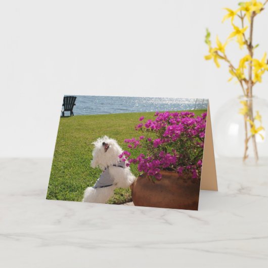 植えられた挨拶状のイメージどこにであるか咲かせて下さい カード (黄色い花)