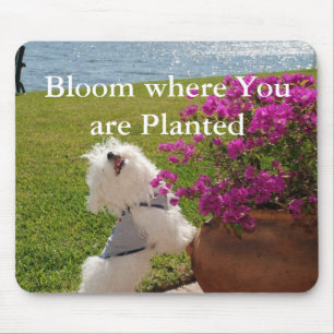 植えられたmousepadのイメージであるところ開花 マウスパッド
