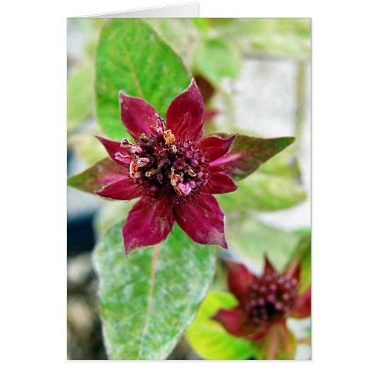 植かわいらし物 (正面)