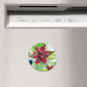 植かわいらし物 マグネット (インサイチュ (食洗機))