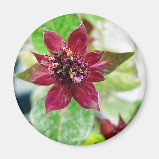 植かわいらし物 マグネット (正面)