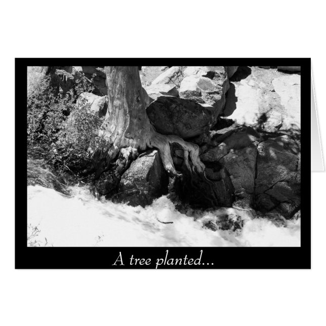 植わる木… (正面横)