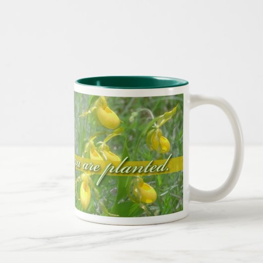 植わる開花、黄色いLadyslipper ツートーンマグカップ (右)