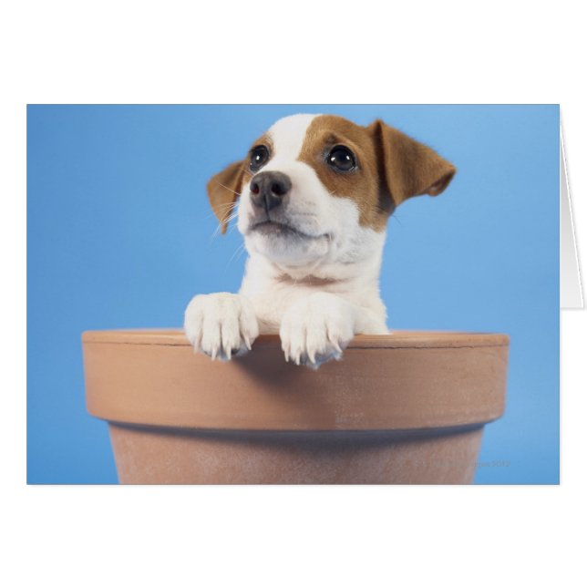 植木鉢に入った犬 (正面横)
