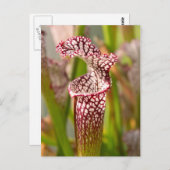 植物かわいらし – ピッチャー植物 ポストカード (正面/裏面)