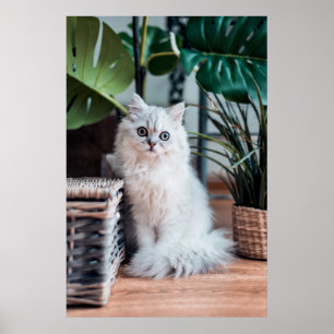 植物と一緒に座っている若い白いペルシャ猫 ポスター
