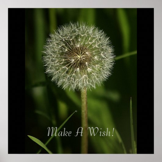 植物と水の画像 ポスター (正面)