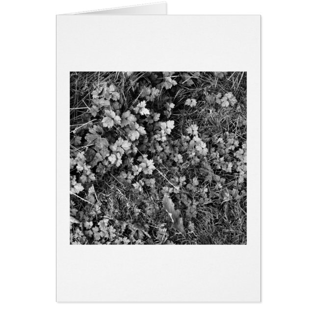 植物と草 (正面)