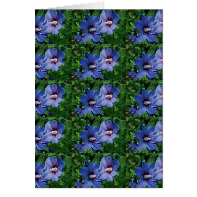 植物に咲く青いハイビスカスの花2つ (正面)