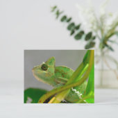 植物に紛れる仮面のカメレオンのクローズアップ ポストカード (スタンド正面)