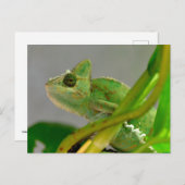 植物に紛れる仮面のカメレオンのクローズアップ ポストカード (正面/裏面)