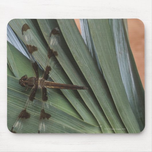 植物のトンボ マウスパッド (正面)