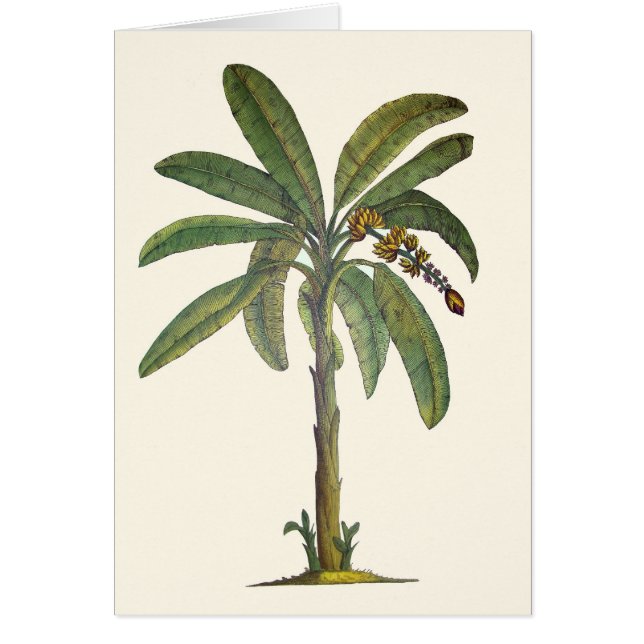 植物のバナナの木 (正面)