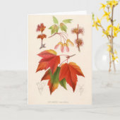 植物のプリント-アメリカハナノキ(カエデの赤体) カード (黄色い花)