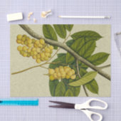 植物のプリントLanzones 薄葉紙 (クラフト)