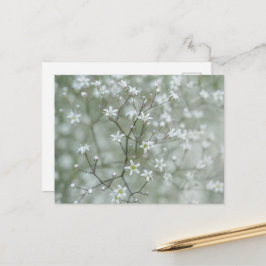 植物のベビーズブレスの花の写真 ポストカード