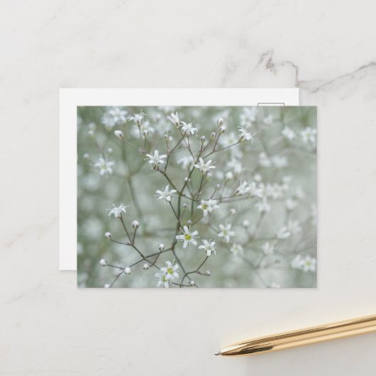 植物のベビーズブレスの花の写真 ポストカード (正面/裏面インサイチュ)
