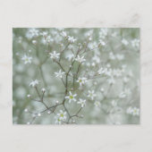 植物のベビーズブレスの花の写真 ポストカード (正面)