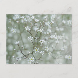 植物のベビーズブレスの花の写真 ポストカード