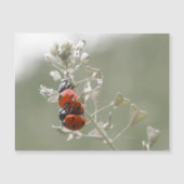 植物のラディバードのクローズアップ マグネット招待状 (正面)