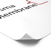 植物の一次細胞壁の分子構造 ポスター (角)