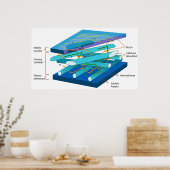 植物の一次細胞壁の分子構造 ポスター (キッチン)