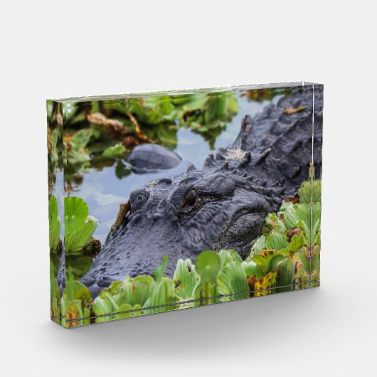 植物の中のアメリカのアリゲーター鮮やか- フォトブロック (左)