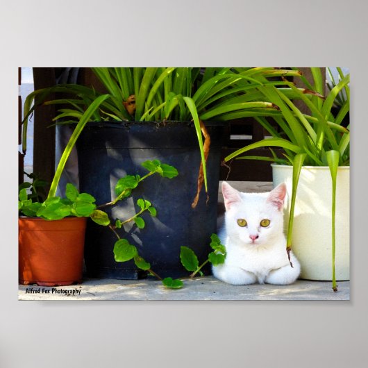 植物の中の猫 ポスター (正面)