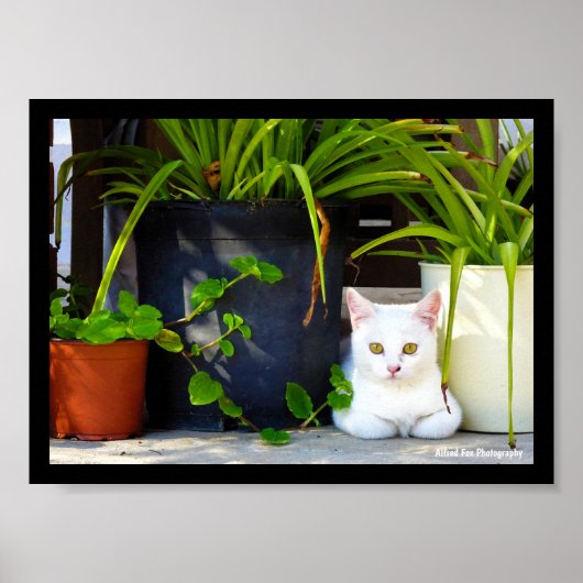 植物の中の猫 ポスター (正面)