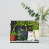 植物の中の猫 ポストカード (スタンド正面)