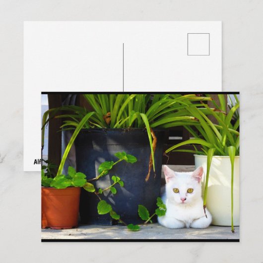植物の中の猫 ポストカード (正面/裏面)